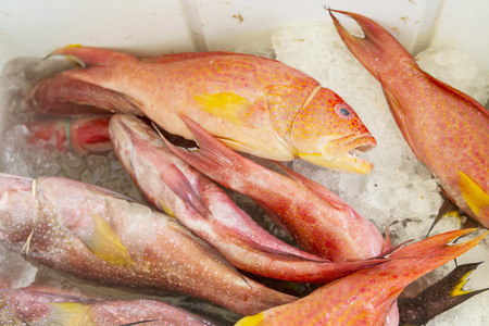 Fresh mullets catch on ice, displayed for sale at a local fish marketの写真素材