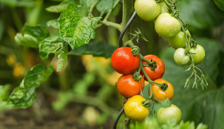 Green and red fresh tomatoes on the bush with raindrops. Agriculture concept. The concept of a diet program. Detoxification conceptの写真素材