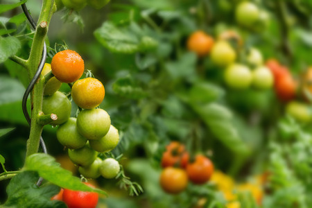 Green and red fresh tomatoes on the bush with raindrops. Agriculture concept. The concept of a diet program. Detoxification conceptの写真素材