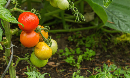 Green and red fresh tomatoes on the bush with raindrops. Agriculture concept. The concept of a diet program. Detoxification conceptの写真素材