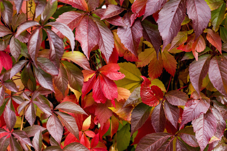 Colorful background of fallen autumn leaves, redの写真素材