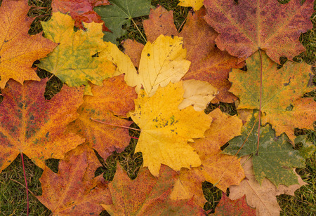 Colorful background of fallen autumn leaves, redの写真素材