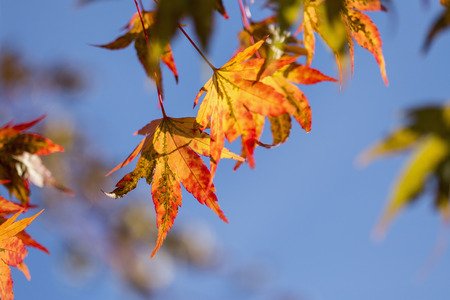 Colored maple leaves turn red and gold. Selective focus on a single sheet.の写真素材