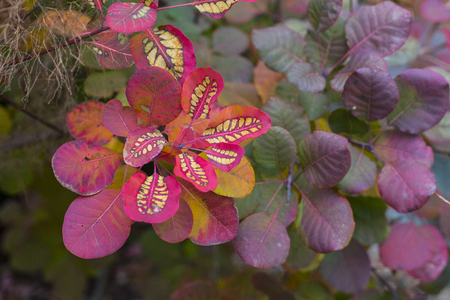 Colorful background of fallen autumn leaves, redの写真素材