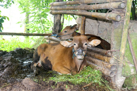 Banteng or Bali cattle cowの写真素材