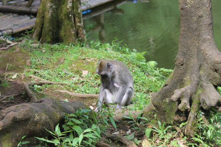 Macaque monkey in Danau Telaga Warna Puncak