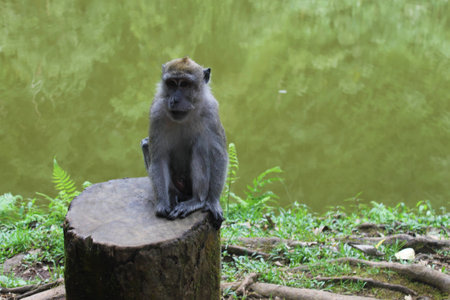 Macaque monkey standing on a tree log at  Danau Telaga Warna Puncak lake