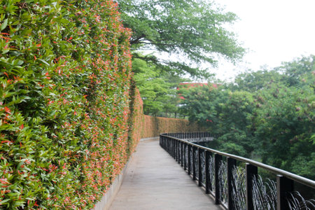 Beautiful elevated park walkway with blurry backgroundの写真素材