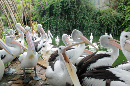 Hungry white australian pelicans with open beaksの写真素材