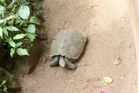 Turtle body and face from above