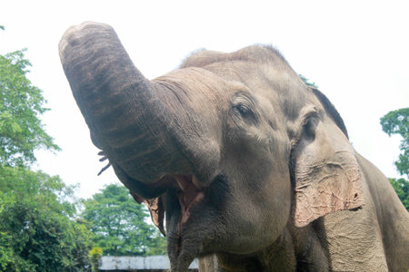 Elephant with open mouth making funny face