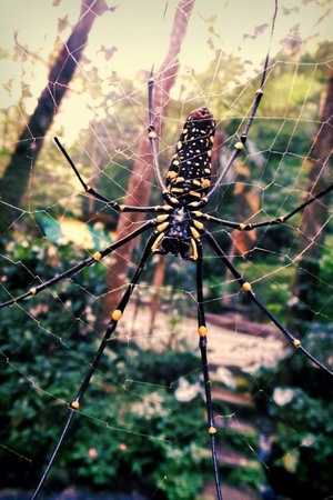 Amazing Spider on its webの素材