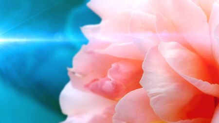 Unfocused blur rose petals on blue background with flares.の写真素材