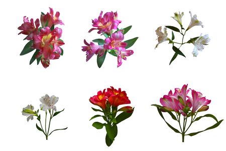 Set of lily flowers,  isolated on white background. Suitable for designers.の写真素材