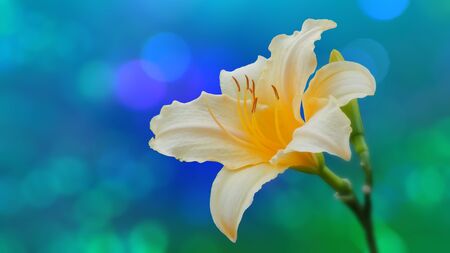 Flower of a yellow beautiful lily on a blue-green bokeh background.の写真素材
