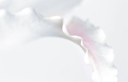 Macro Shot Single Petal of White Lily.の写真素材