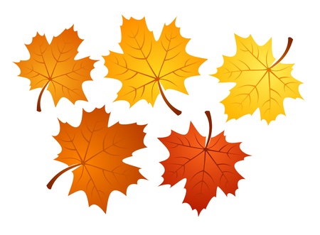 Autumn maple leaves of various colors. Vector illustration.のイラスト素材