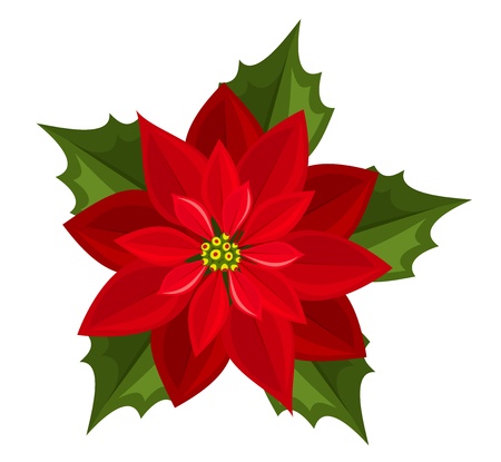 Red poinsettia.のイラスト素材