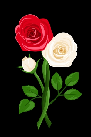 Red and white intertwined roses. Vector illustration.のイラスト素材