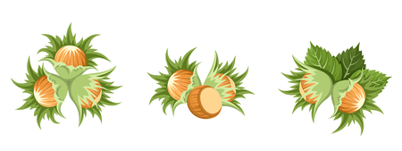 Hazelnut clusters  Vector illustration のイラスト素材