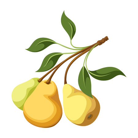 Pears on a branch  Vector illustration のイラスト素材
