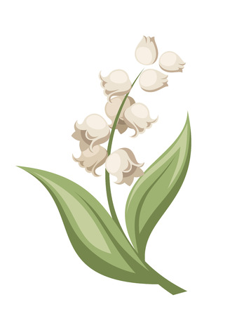 Lily of the valley flower  Vector illustration のイラスト素材