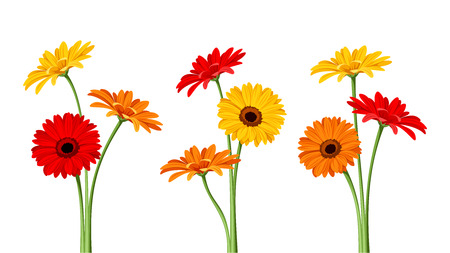 Gerbera flowers. Vector illustration.のイラスト素材