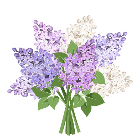 Bouquet of purple and white lilac flowers. Vector illustration.のイラスト素材