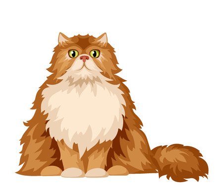 Vector illustration of a fluffy Persian cat isolated on a white background.のイラスト素材