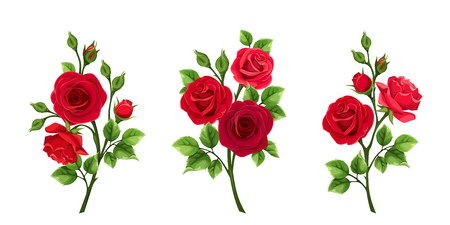 Vector set of branches of red roses isolated on a white background.のイラスト素材