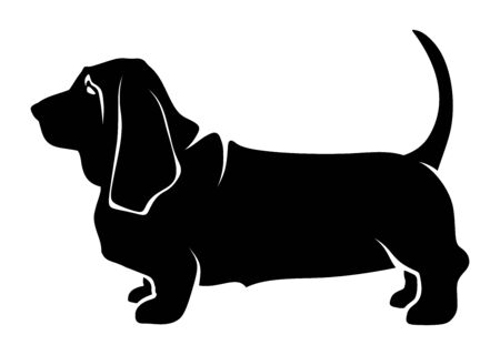 Vector black silhouette of a standing basset hound dog isolated on a white background.のイラスト素材