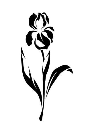 Iris flower. Vector black and white illustration isolated on a white backgroundのイラスト素材