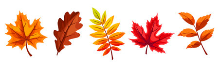 Autumn leaves. Colorful maple, rowan, oak, and ash fall leaves isolated on a white background. Set of vector illustrationsのイラスト素材
