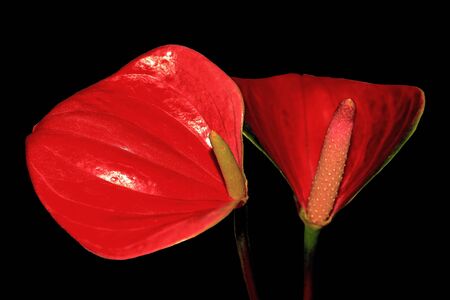 Anthurium の写真素材