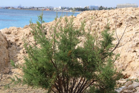 sea ??shoreの写真素材