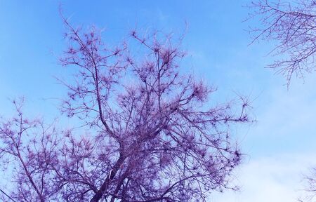 Trees in winter against the blue sky.の写真素材