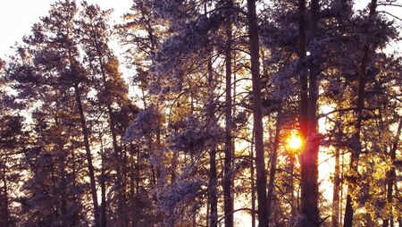 Dawn in winter the forest.