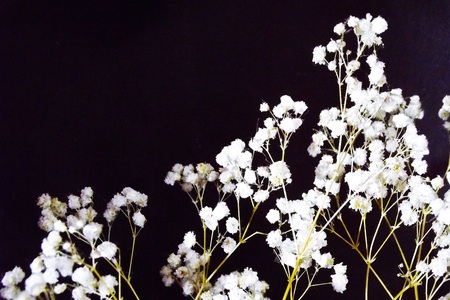 Beautiful white flowers on a black background.の写真素材