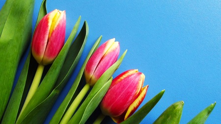 Beautiful pink tulips on a blue background.の写真素材