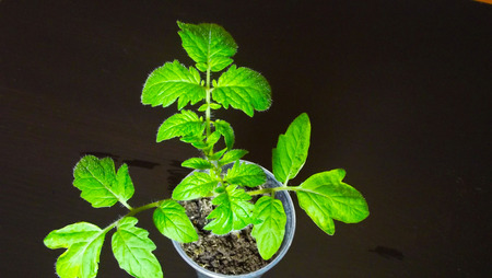 We grow seedlings of vegetables.Tomatoes.の写真素材