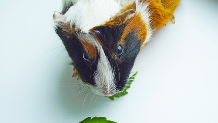 Beautiful Guinea pig on a white background.の写真素材