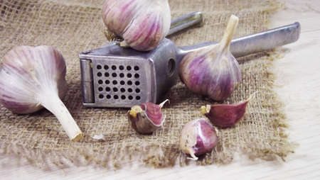 Fresh and healthy garlic from the garden.の写真素材