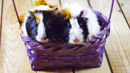 Beautiful Guinea pigs.Animals.の写真素材