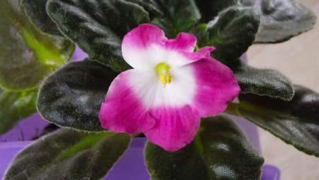Beautiful violet in a purple pot.の写真素材