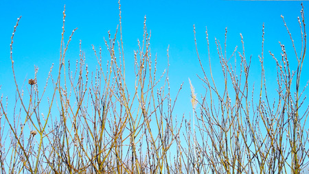 Beautiful trees in spring on blue sky background.