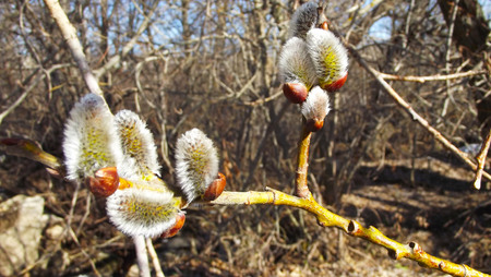 Fluffy buds on a spring tree.