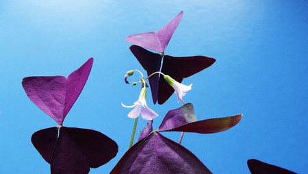 Beautiful plant with purple leaves on blue background.
