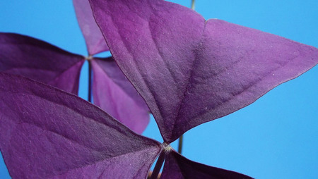 Beautiful plant with purple leaves on blue background.の写真素材