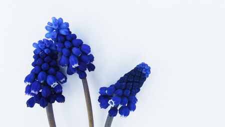 Spring blue flowers on white background.の写真素材