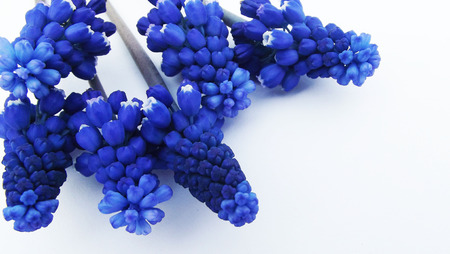 Spring blue flowers on white background.の写真素材